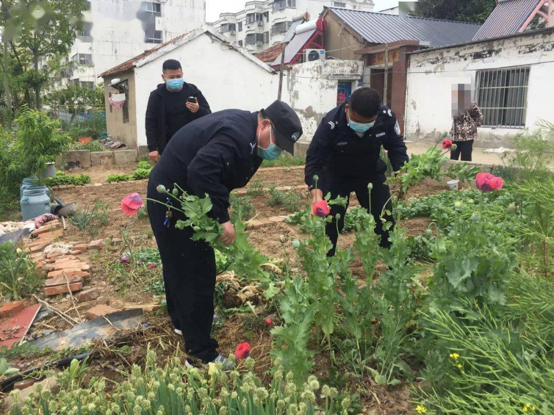 在行动涟水警方抓获吸毒人员铲除罂粟