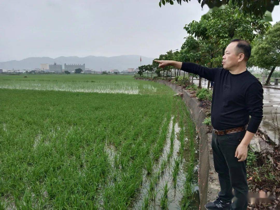 古槐鎮洋下村黨委書記張寶通農戶事事有落實洋下村有種糧大戶20多戶