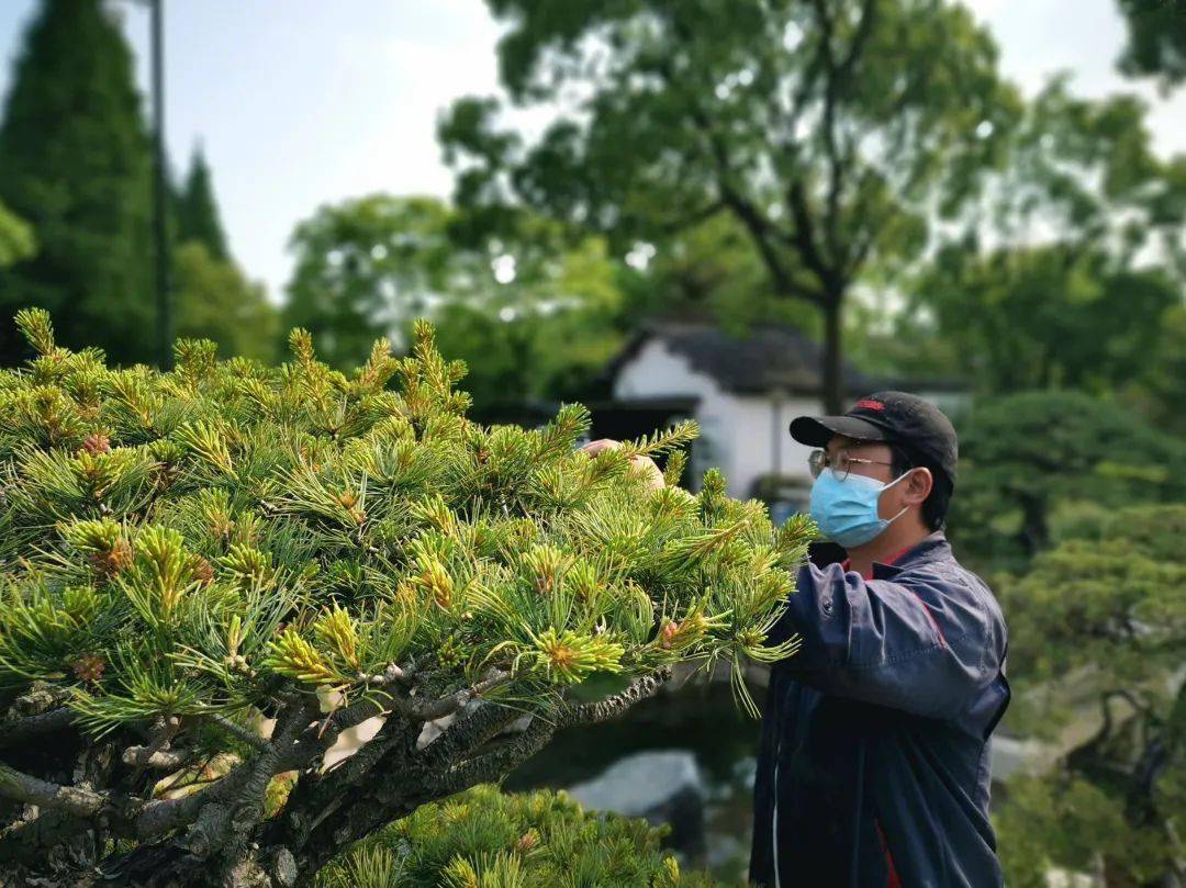 摘花 摘叶 摘芽 动 起来 让盆景保持 健康 树木 新芽 养护