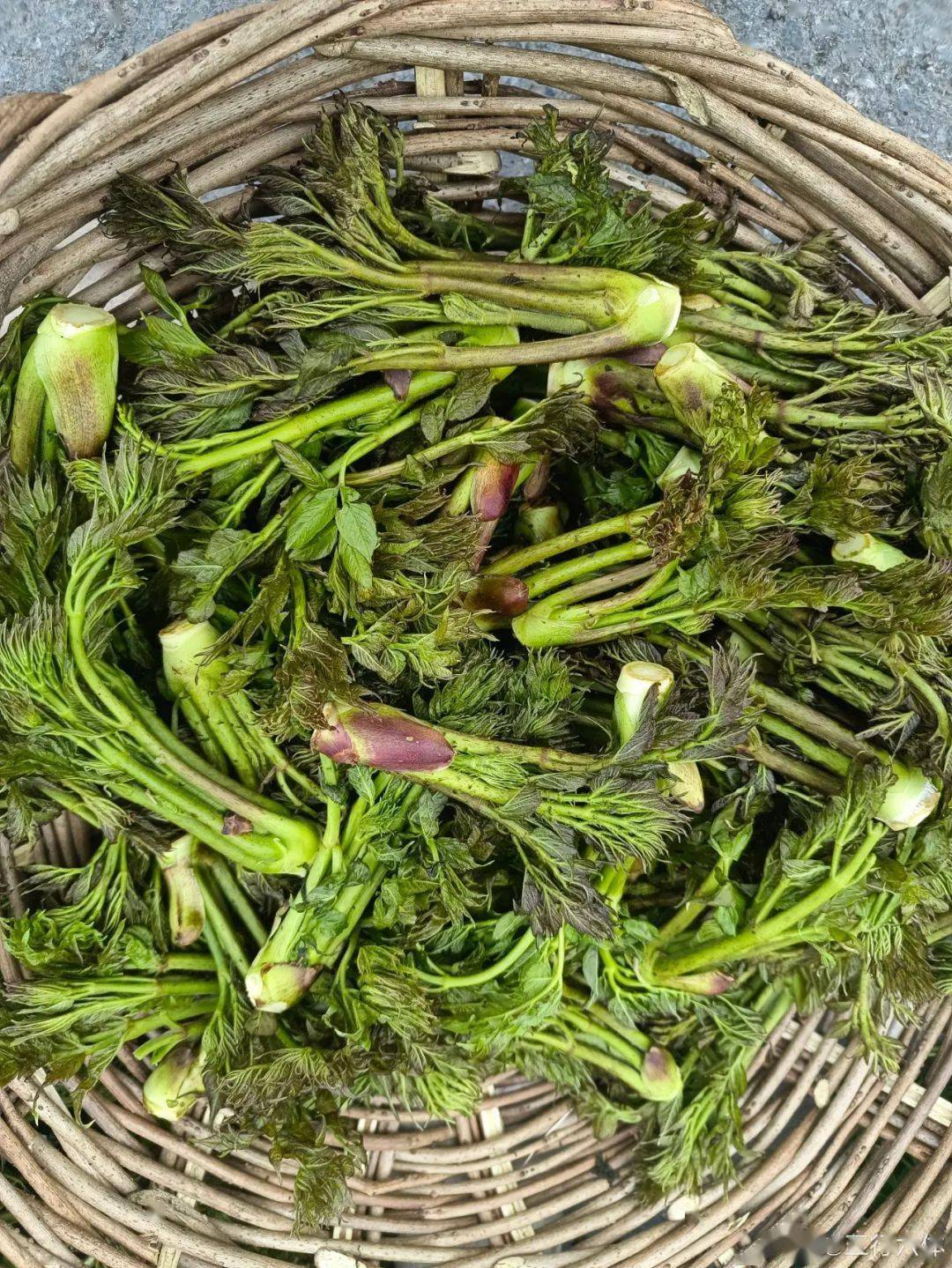 吉林菜市场山野菜一览