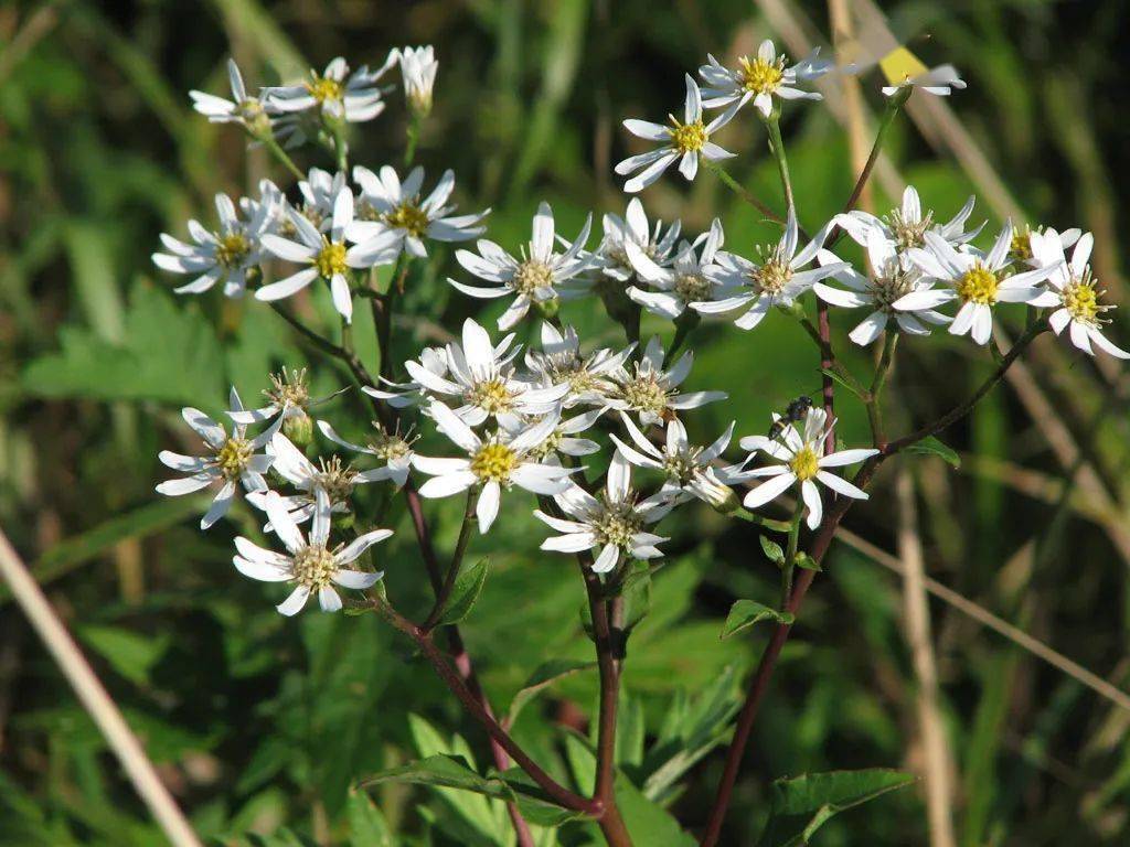 吉林菜市场山野菜一览
