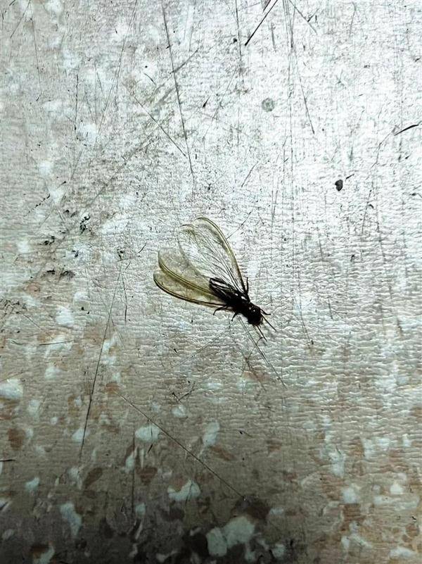 雨后出现的飞蚁到底是啥怎么对付专家回应