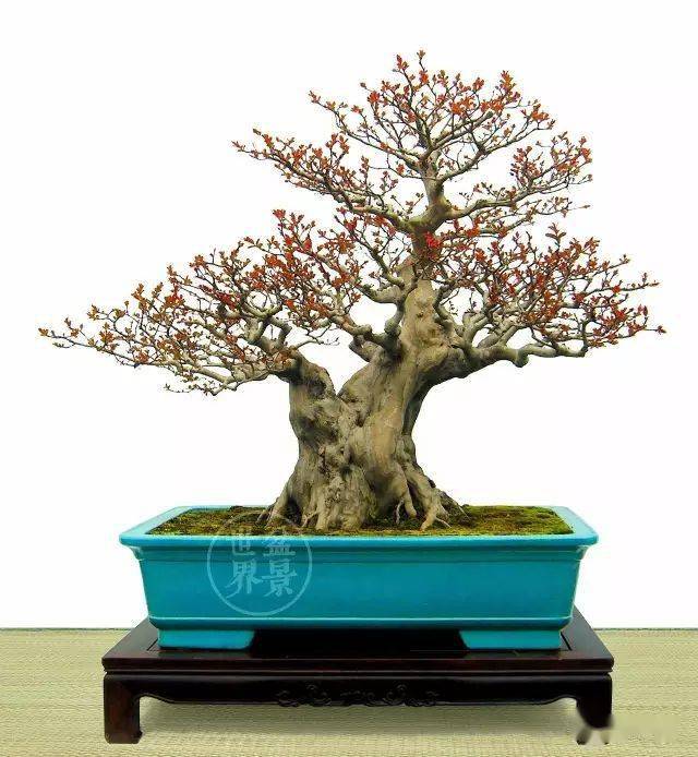 紫薇,树高82cm)"脱衣换锦"前后对比撰文丨郑永泰杂木盆景生长季节性强