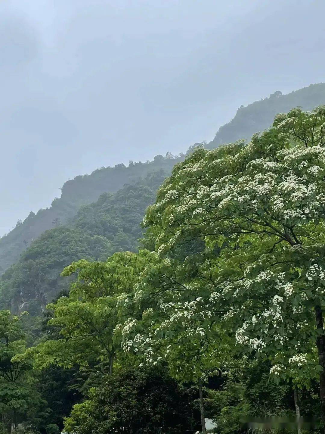 恍若真看见了一场落雪飘飘山林间簌簌桐花白水岩的气候分外凉爽许是