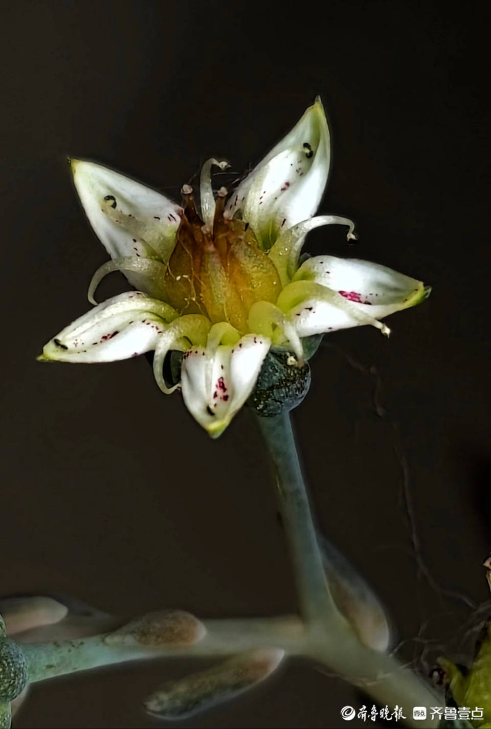 莲花掌开花图片