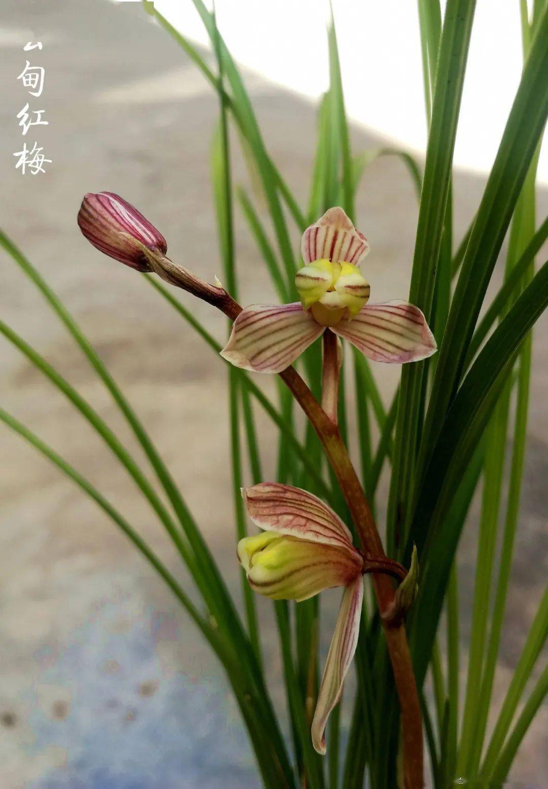 云甸红梅:莲瓣兰梅瓣花之经典_本站_兰友_副瓣