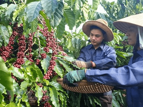 咖啡地圖你可能猜不到越南是世界咖啡產量第二大國