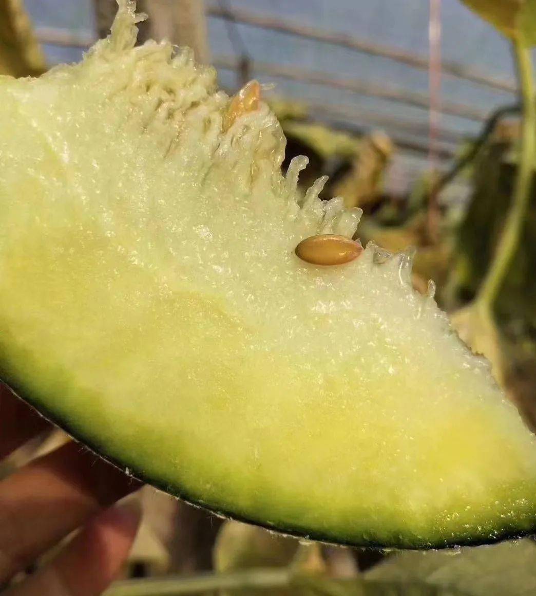 又甜又糯口感堪比冰淇淋吃过这个甜瓜其它瓜怕是再也看不上眼了