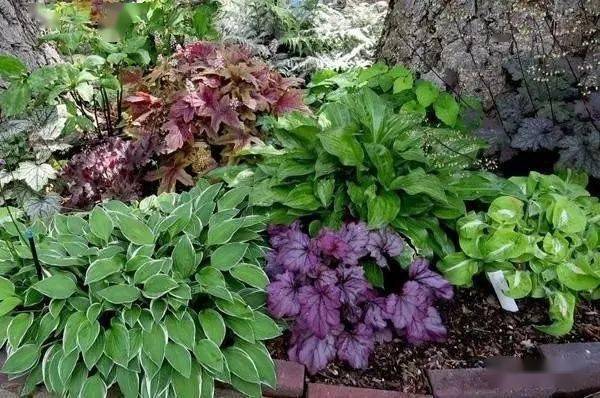 庭院花園中的常見草花