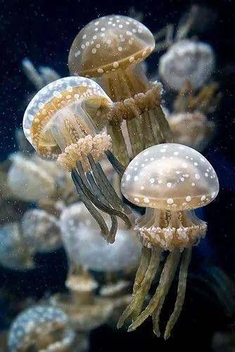 世界最罕见的水母图片图片