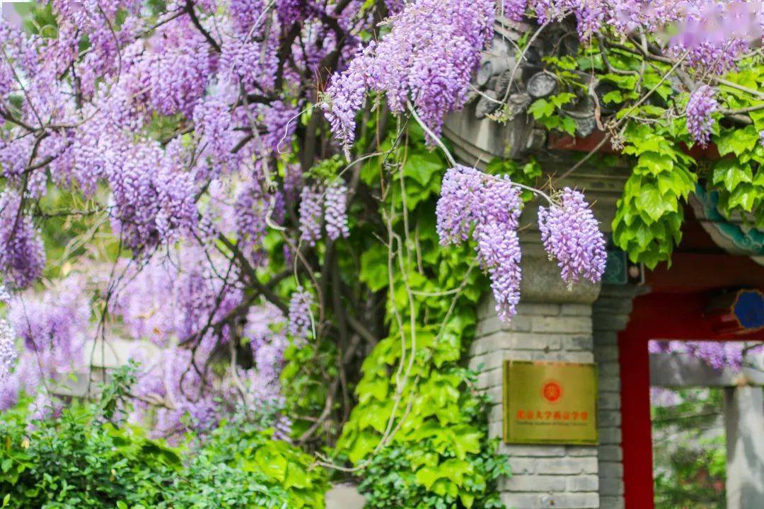 印象北大的紫藤萝瀑布万花灿烂生生不息