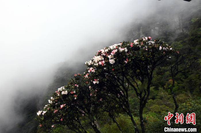 云雾缭绕 野生变色杜鹃花近两千米高山上绽放