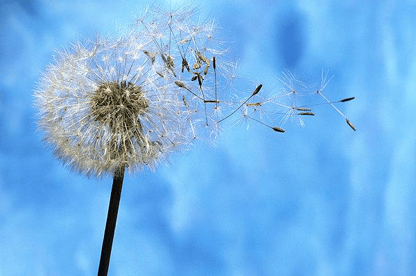 愿你如风自由且安好