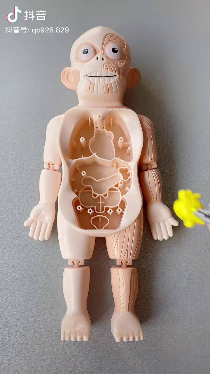 儿童健康科普人体模型玩具手工diy_玩具_科普_diy