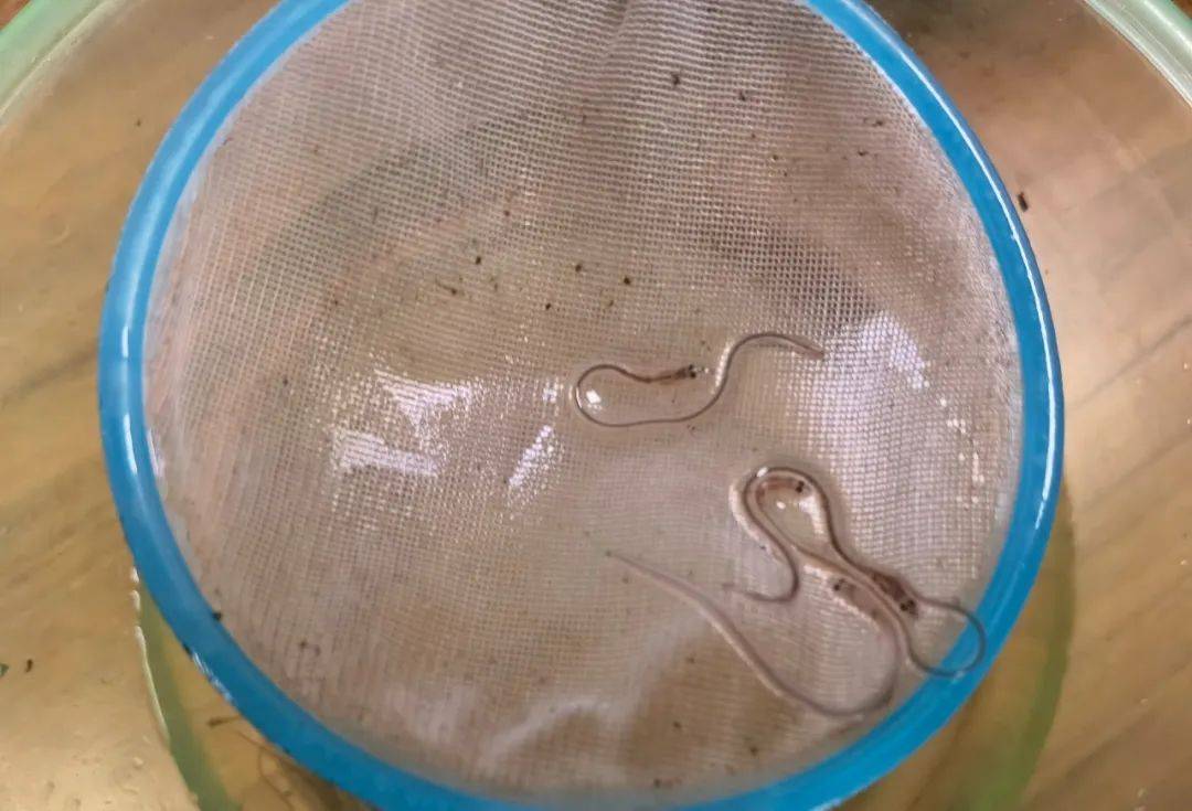 为了这种"水中软黄金",他们不惜以身试险,今年警方已在钱塘江边抓获39