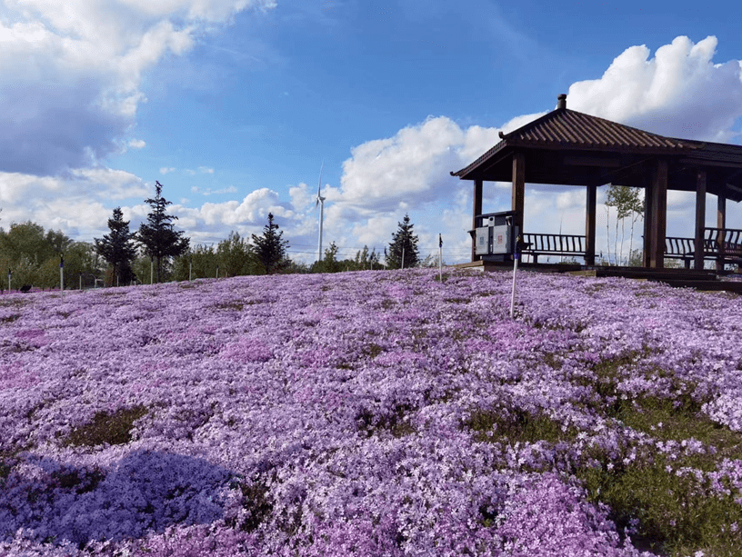 咱大庆也有梦幻芝樱花海_金瑞龙_生态_蒙歌
