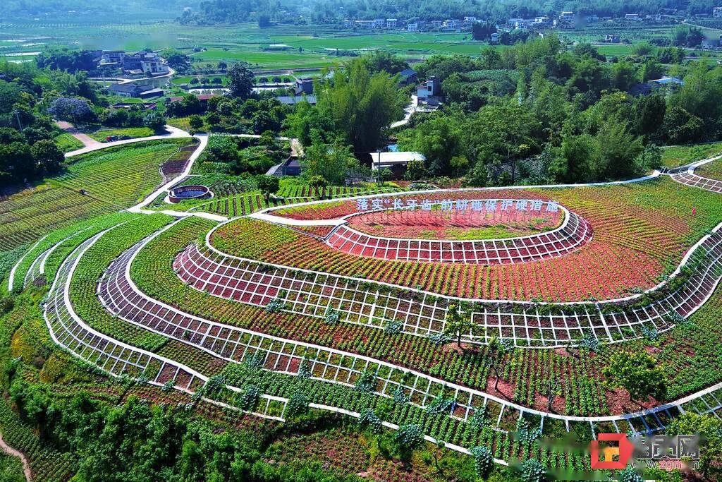 富顺县怀德镇打造全县规模最大的大豆净作示范片