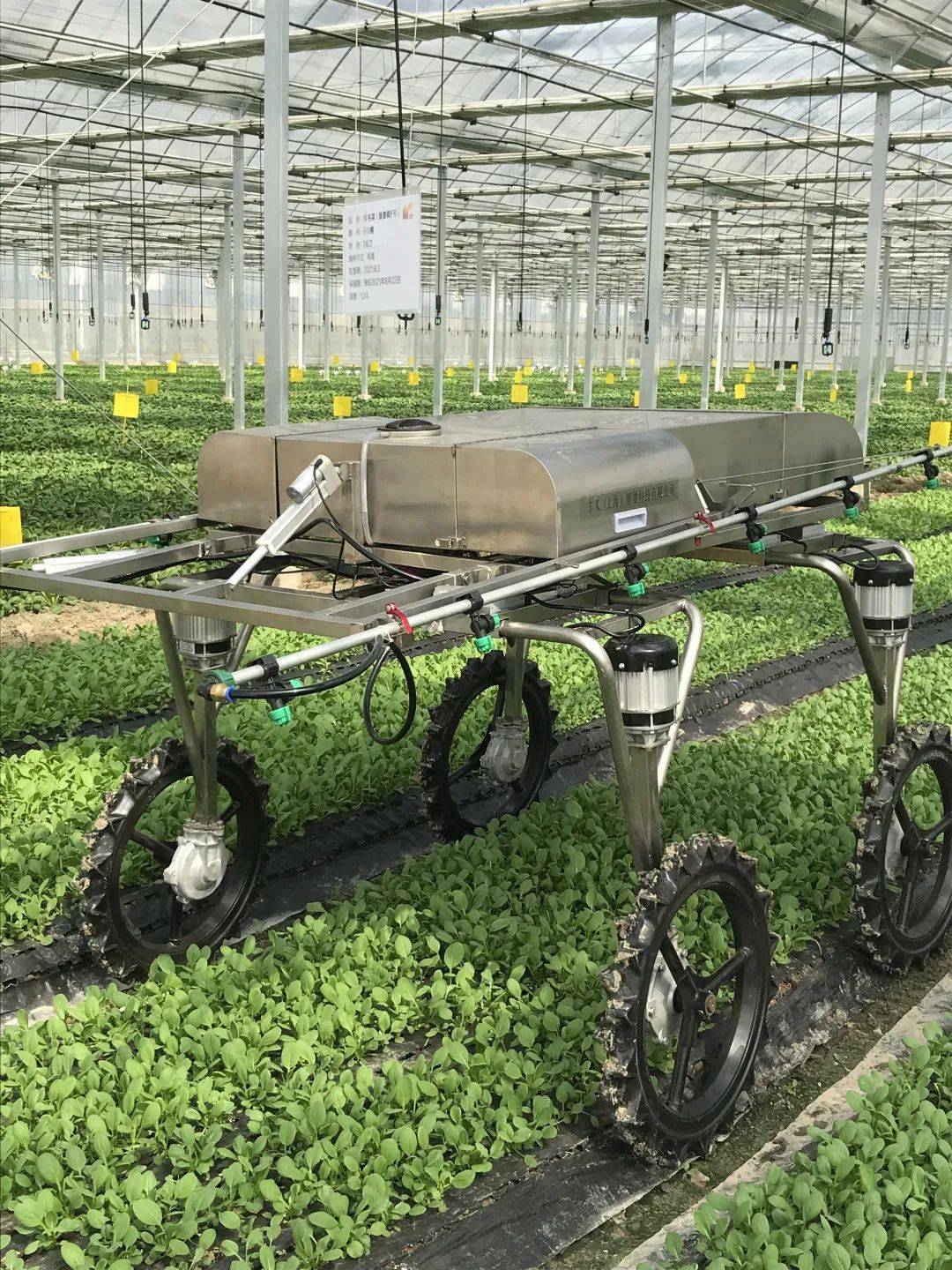 机械化_蔬菜_种植