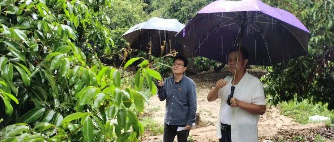 【上级媒体报道】面对持续降雨，幼果期的雷岭荔枝“瑟瑟发抖”，当地党政部门出手了……_水库_潮南区_科学