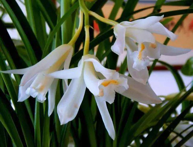 碧玉兰:附生植物;假鳞茎狭椭圆形,略压扁,长6-13厘米,宽2-5厘米,包藏