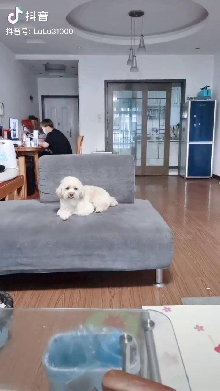 最温馨的毛孩子给你颗红心有你的陪伴养狗人龙肉球搞笑萌宠