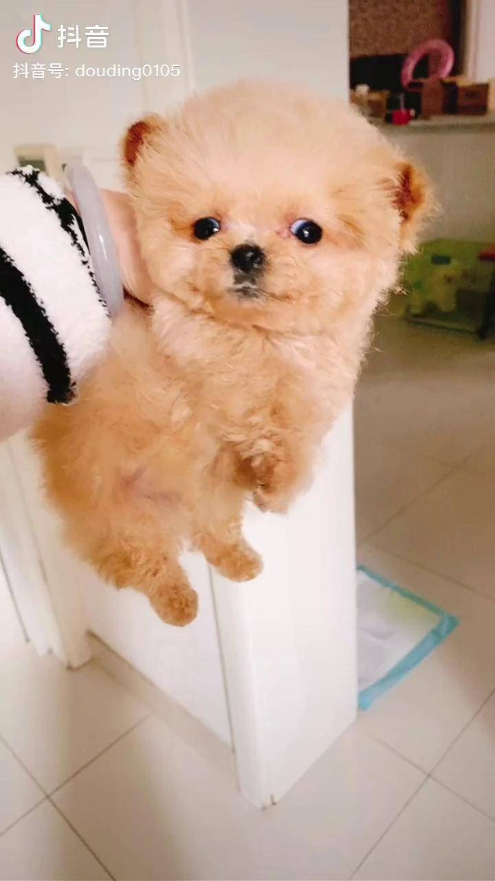 骄傲自豪的妈宝男茶杯犬马尔泰犬我家毛孩子萌宠