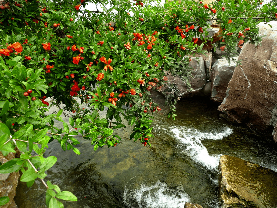 枣庄名优农产品四峄城石榴