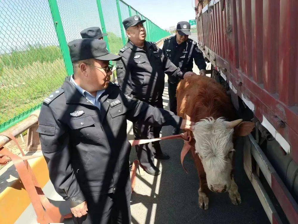 眾民警降伏_宣化_貨車_動物