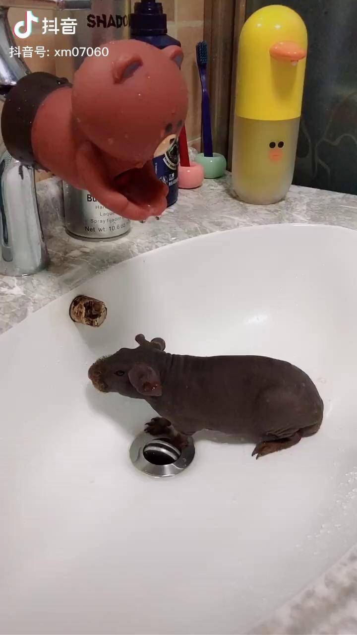 小河马爱洗澡样子乖乖手感超好