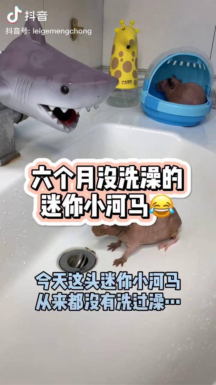 迷你小河马马上也要生宝宝了