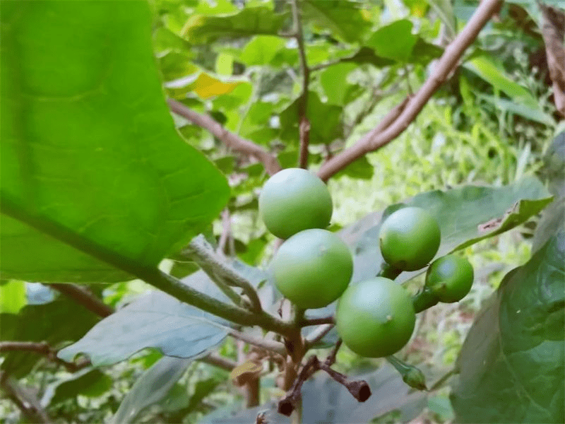 【美食】美味苦子果,一夏不上火!_普洱_食用_李冬玉