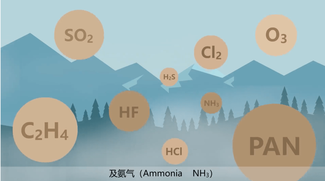 包括二氧化硫,臭氧,過氧乙酰硝酸酯,氟化氫,乙烯,氯化氫,氯氣,硫化氫