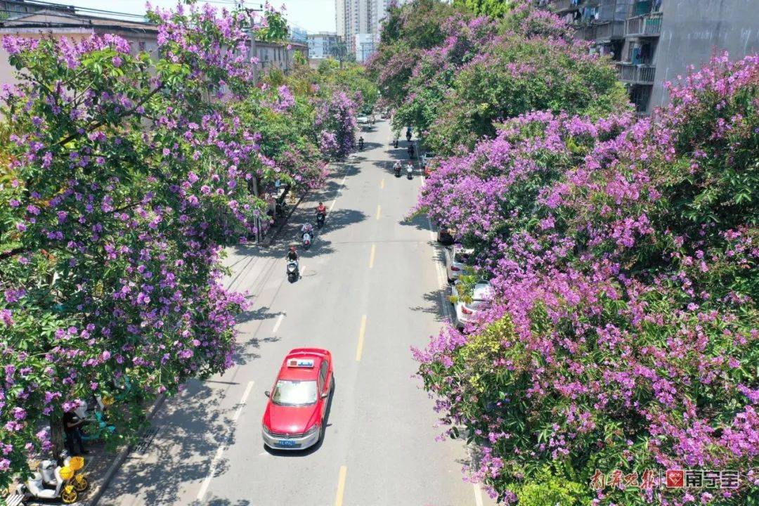 紫薇花海扮靓南宁，赏花打卡路线新鲜出炉