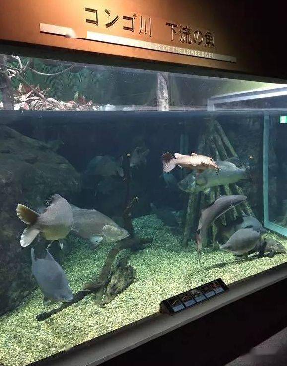 日本最大的淡水魚水族館據說是世界上最大的你信嗎