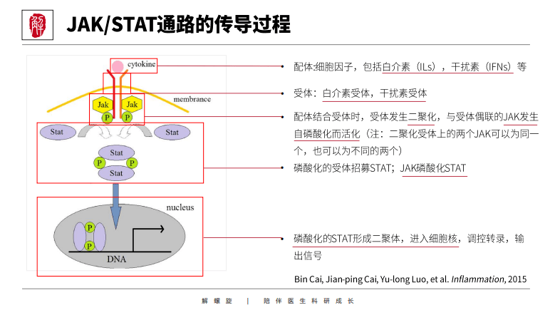 狠狠拿捏nfkbkeggmapkwnt等12大信号通路详细解读