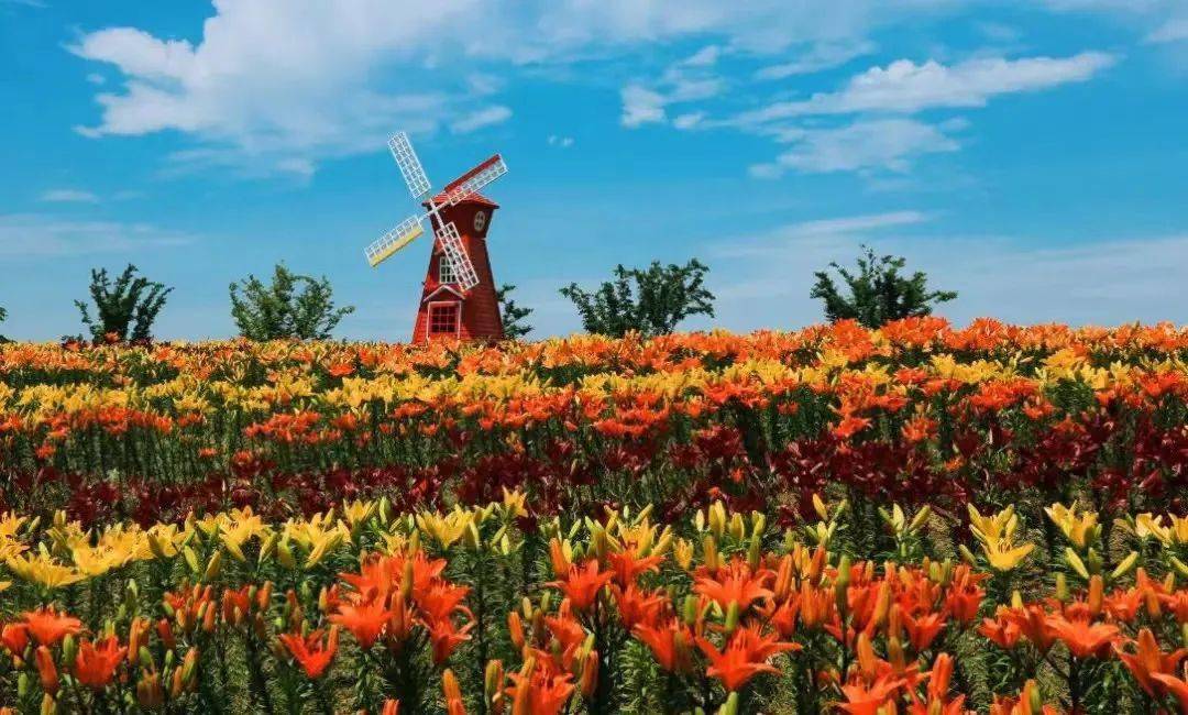 百合花海图片风景图片