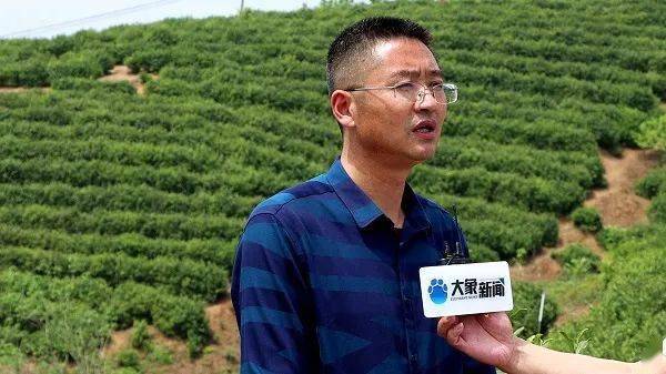 美好生活看信阳丨光山县凉亭乡打好茶叶牌做好茶旅融合新文章