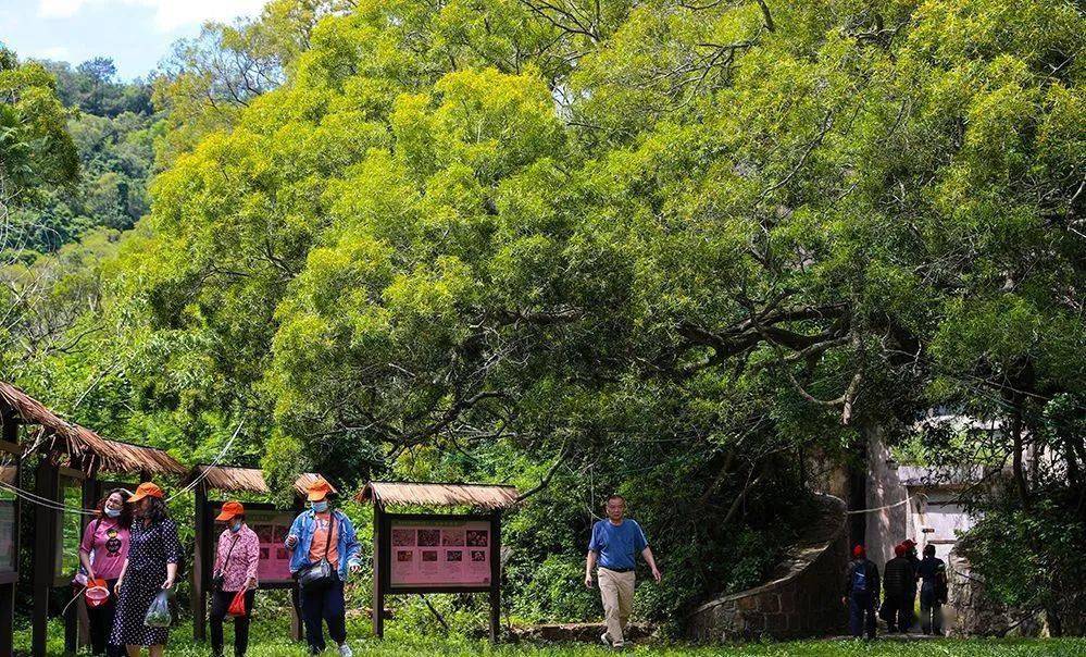 相思成花 情满南澳！第五届南澳岛相思花节活动启动