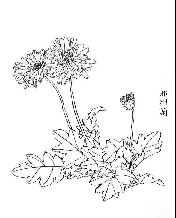 白描花卉简单图片