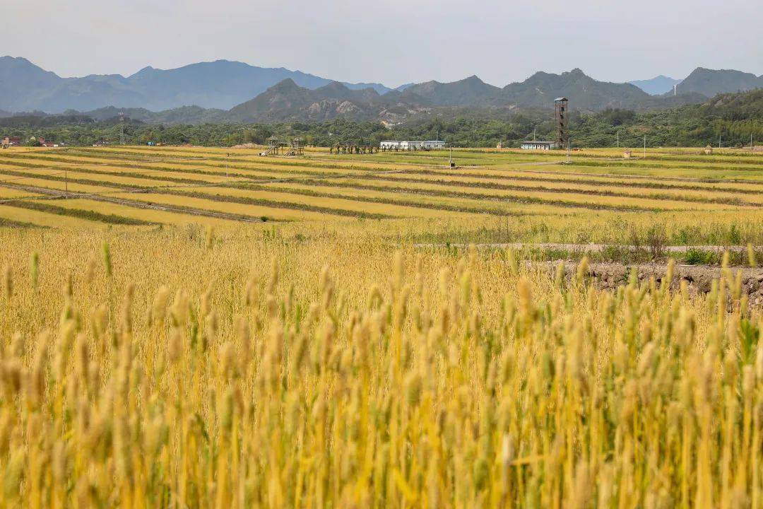 xiao mai●铺展出诗意满满的黄金海千亩麦田翻滚成浪五月的风吹着夏热