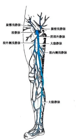 小腿内侧是哪里图片