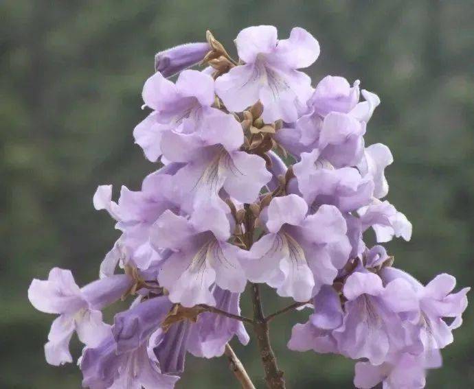 【悦读】梧桐花开_岁月_奶奶_紫色