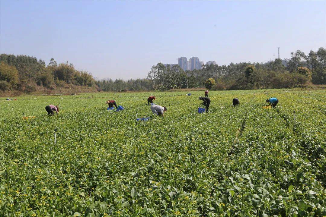 自2011年在石角鎮小梅村開闢第一塊蔬菜基地以來,鄧惠文主導成立的