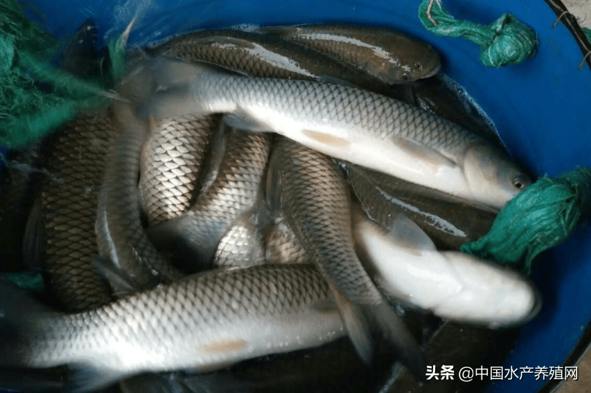 给力 鲈鱼最高涨到元 但草鱼涨价太难了 黄金鲫1周暴跌1 6元 市场 养殖户 价格