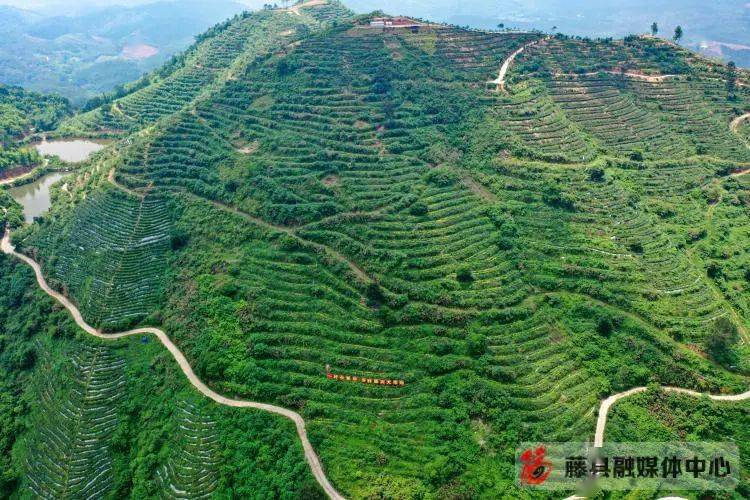 藤县岭景镇鹿伏山茶场航拍_福鼎_茶园_采风团