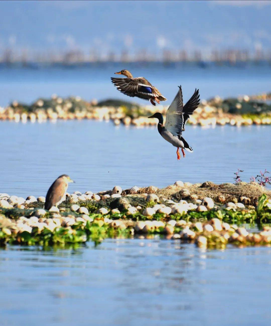 通海杞麓湖:渔舟唱晚映彩霞_归船_云霞_牢骚