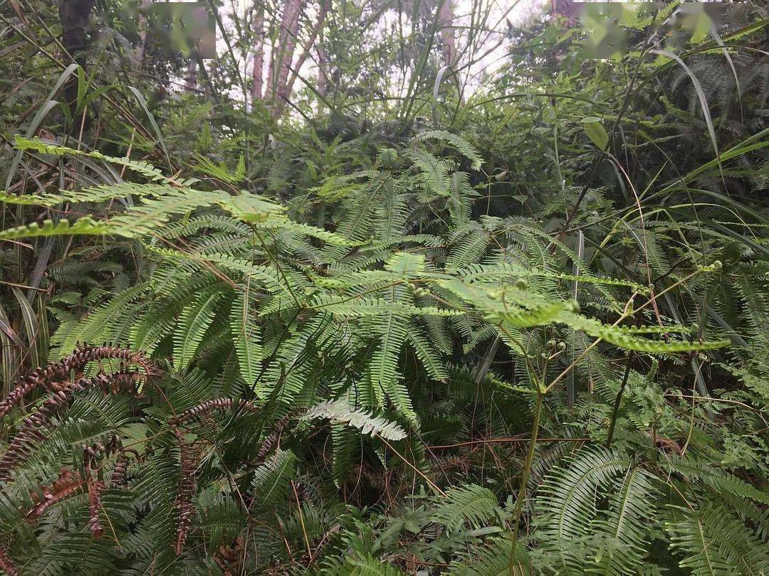 而鲁基(铁芒萁)这种蕨类植物自古就是农村生活起居的重要燃料之一.