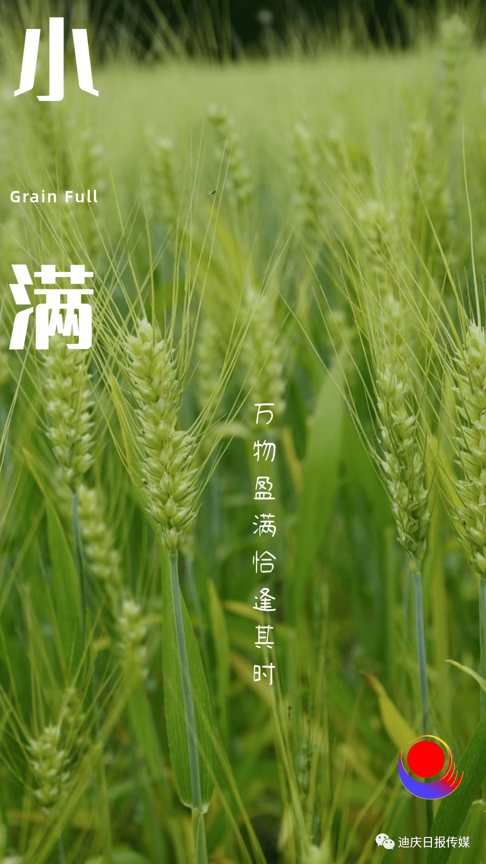 今日小满愿你幸福满满