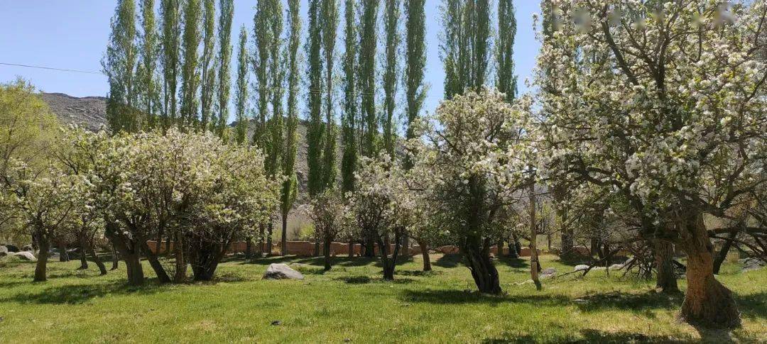 研学基地地处黄田农场北端喀尔里克山主峰——木尔提峰的南山坡的山谷