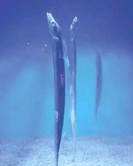 海洋科普1738皇带鱼深海里的神秘巨兽白龙王